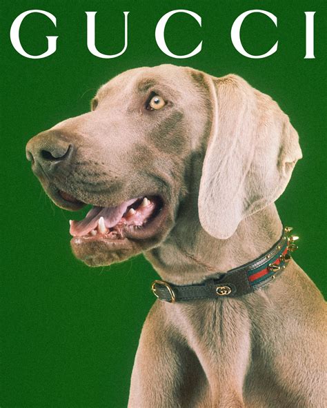 gucci pet 2016|gucci dog and cat.